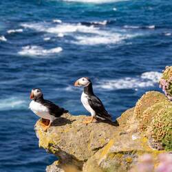 Puffins 🥰