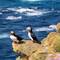 Puffins 🥰