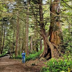Charlie in front of a giant Western Red Cedar