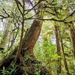 Another giant in the rainforest