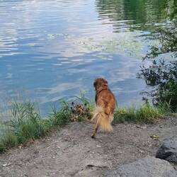 Am geschichtsträchtigen Alten Rhein