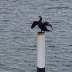 Sonnenanbetender Kormoran