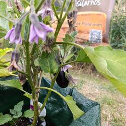 Der Stellplatz hat sogar einen kleinen Gemüsegarten 🥰