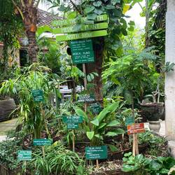 Medicinal plants!
