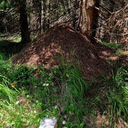 Grenzgänger am Werk!😂👏