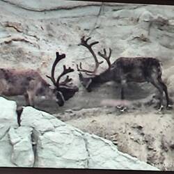 Gleich zwei auf einmal