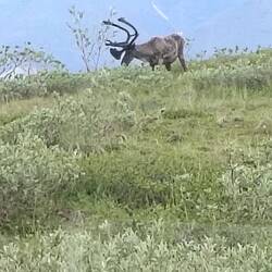 So ein schöner Karibu