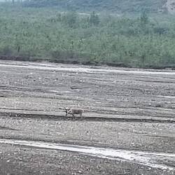 Viele Bilder nix geworden ... zu weit weg ... und der ganze Bus stürzt zum Fenster 😑