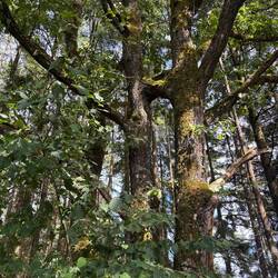 Note the conjoined trees!!!