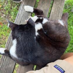 Mimi, the resident kitty at the Narita Peace Pagoda.
