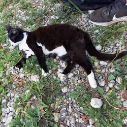 Mimi, the resident kitty at the Narita Peace Pagoda.