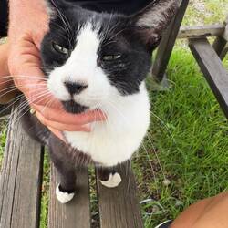 Mimi, the resident kitty at the Narita Peace Pagoda.