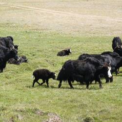 Unsere ersten Yaks!