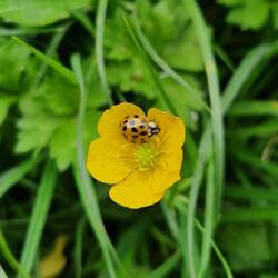 Ladybird trying to blend in