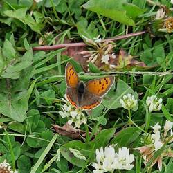 Never spotted this tiny gossamer winged butterfly before; a Small Copper