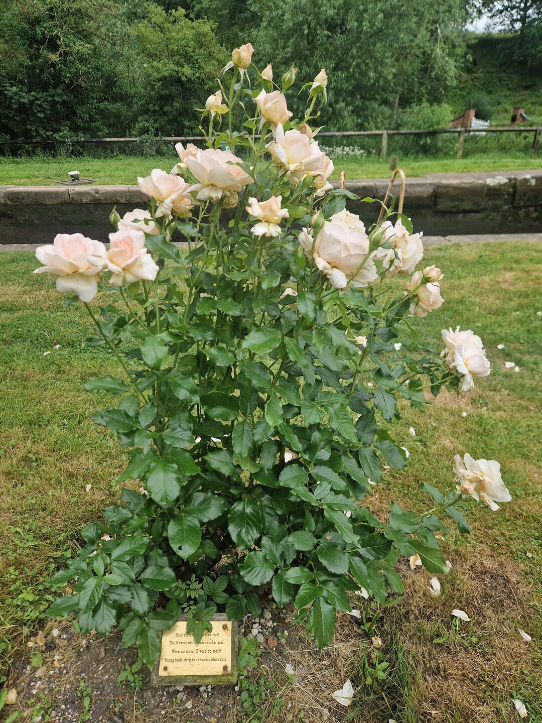 Beautiful sentiment on this memorial rose. Shed no tear..