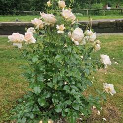 Beautiful sentiment on this memorial rose. Shed no tear..
