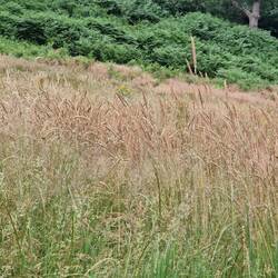 A wonderful mix of grasses on the sandstone ridge
