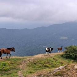 Een hele familie onderweg