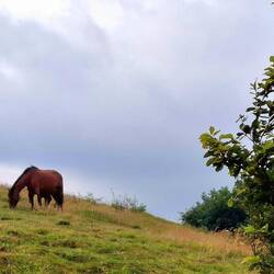 Wilde paarden. Zalig.