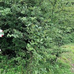 Verkeerde track. We doen het met de wegwijzers.