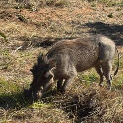 Warzenschwein an der Grenze
