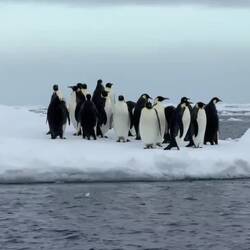 My footage of the Emperor penguin palooza on the pack ice ... time to feed!