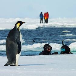 An emperor penguin wondering why anyone would dive in these cold waters.
