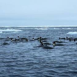 Emperor penguins preparing to go on a feeding foray — eastern Weddell Sea, Antarctica.