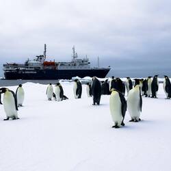 Emperor penguins on the pack ice — eastern Weddell Sea, Antarctica.