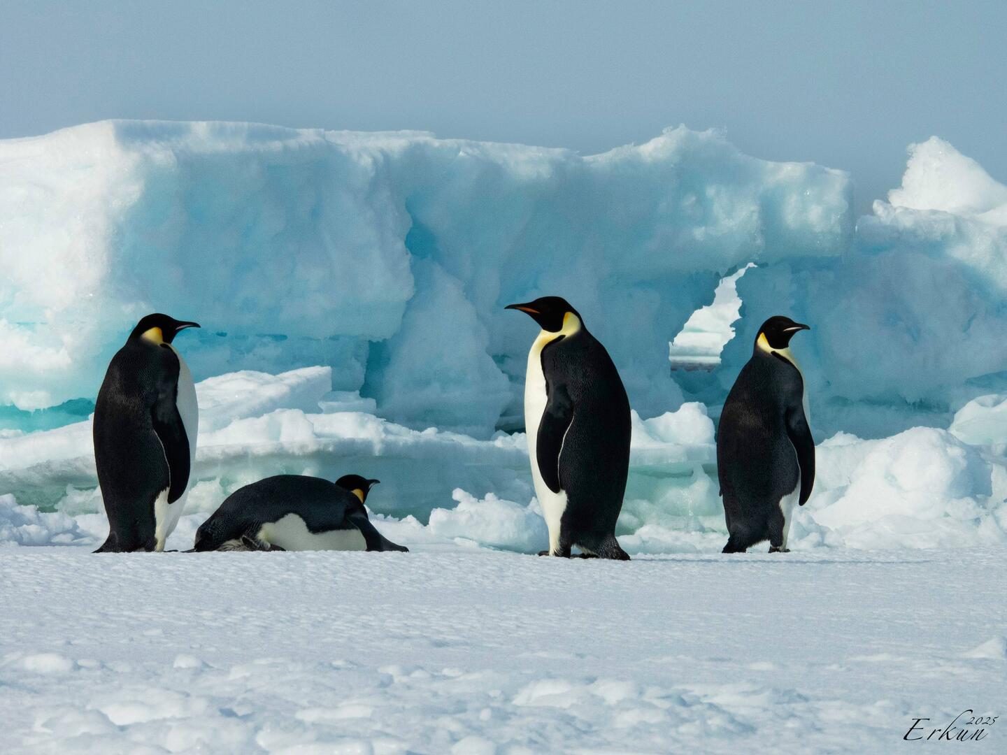 Never tire of seeing emperor penguins on the ice — eastern Weddell Sea, Antarctica.
