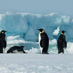 Never tire of seeing emperor penguins on the ice — eastern Weddell Sea, Antarctica.