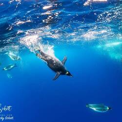 Emperor penguins underwater ... shared by Becky, one of the divers — Weddell Sea, Antarctica.