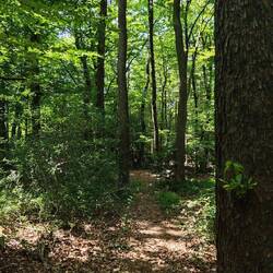 Schöne Wege durch Laubwald 👍