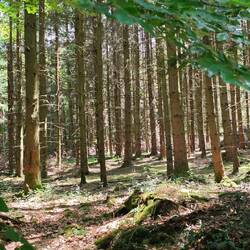 ... viele Kiefern 😆