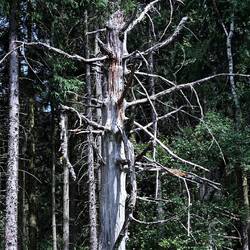 Walssterben im Hohen Venn