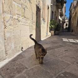 die Hauskatze Margaretha