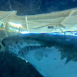 Ganz ordentliche Zähne. Im Haitunnel.