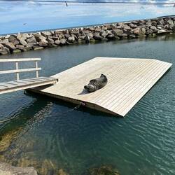 Eine eigene Terrasse für Nino, den Kegelrobbenrüden.