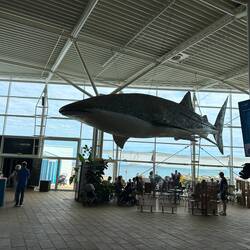 Ein echter, ausgestopfter Hai.