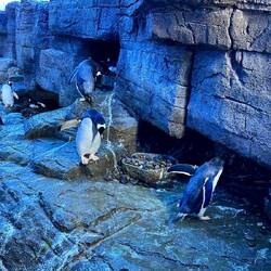 Pinguine die Brüten in fast natürlicher Umgebung (inkl. Eismaschinen)