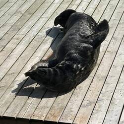 Mehr als 2 m lang und faul in der Sonne liegend.