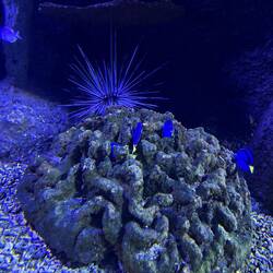 Diademseeigel mit Tiefseefischen.