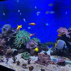 Eine nette Auswahl für das Heimaquarium...