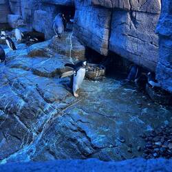 Nester aus Steinen, die ganz hart verteidigt werden.