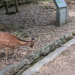 All for the crackers 😅🦌