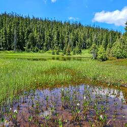 Flowering plants in boggy meadow pond