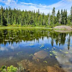 Lily pads in a pond so clear you can see the rocks on the bottom