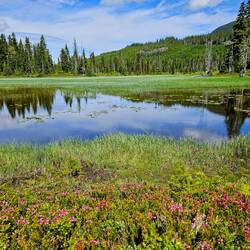 Alpine heather in foreground of pond