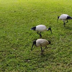 Molukkenibis